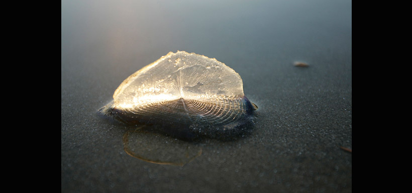 jellyfish slide