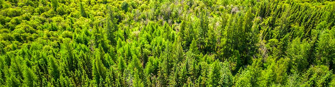 Great Grey Wildland (Photo by Sean Feagan / NCC Staff)