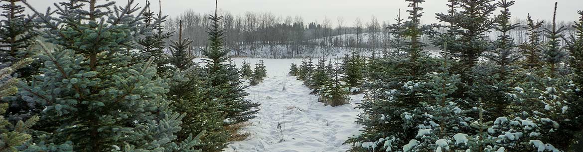 Haynes property in December, Alberta (Photo by NCC)