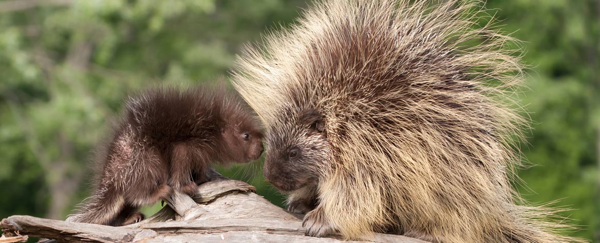 NCC: Nature Conservancy Of Canada