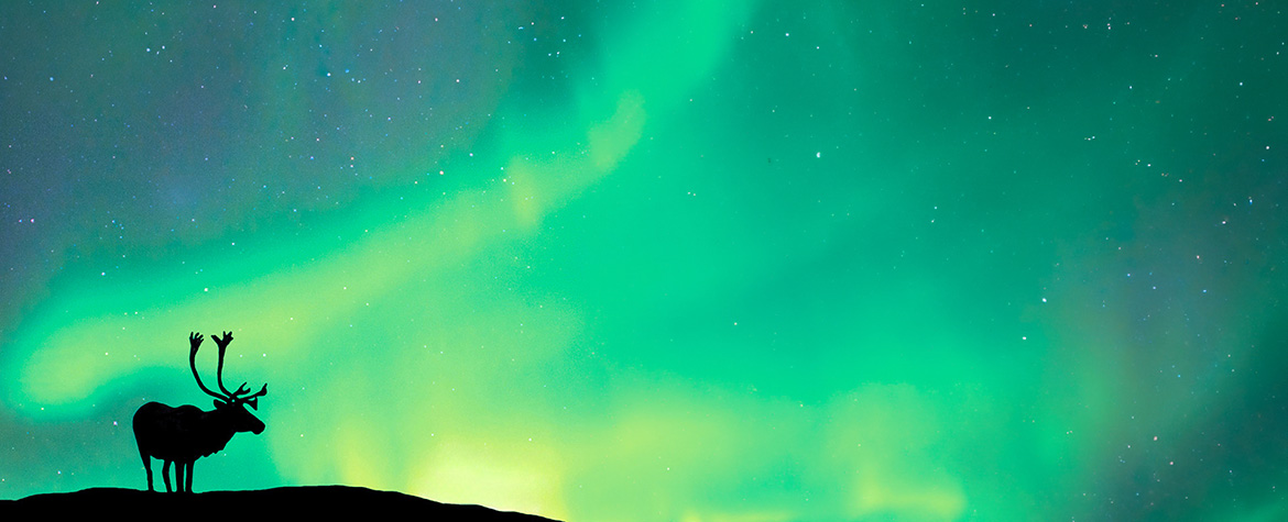 Caribou and northern lights (Photo by Wayne Lynch)