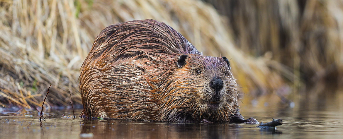 Beaver (Photo by Brent Calver)