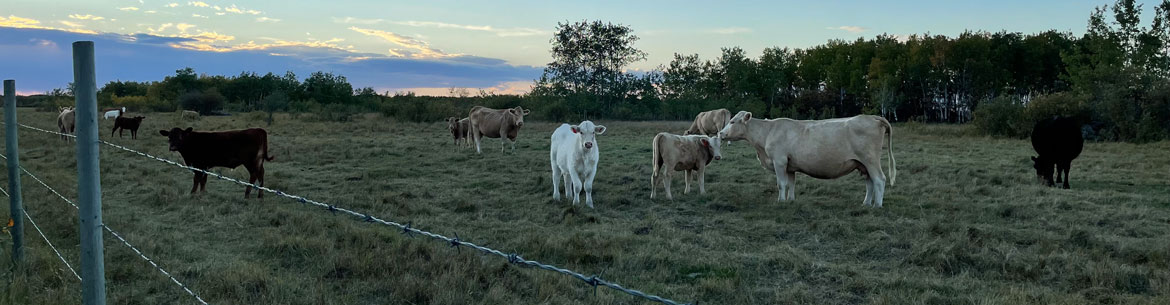 Cows grazing on Tall Grass Prairie. (Photo by Meg Lovett)