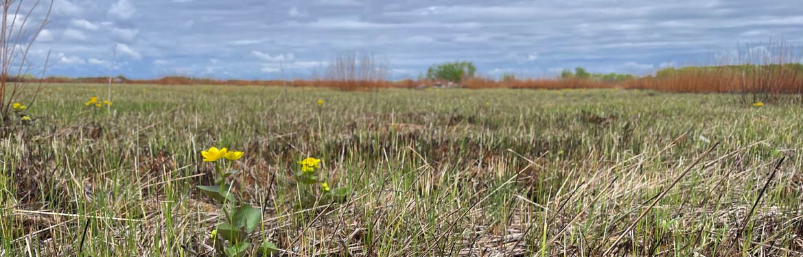 Grasses growing and marsh marigolds flowering within two weeks of the prescribed fire on Antonyshyn. (Photo by Kale Cohen)