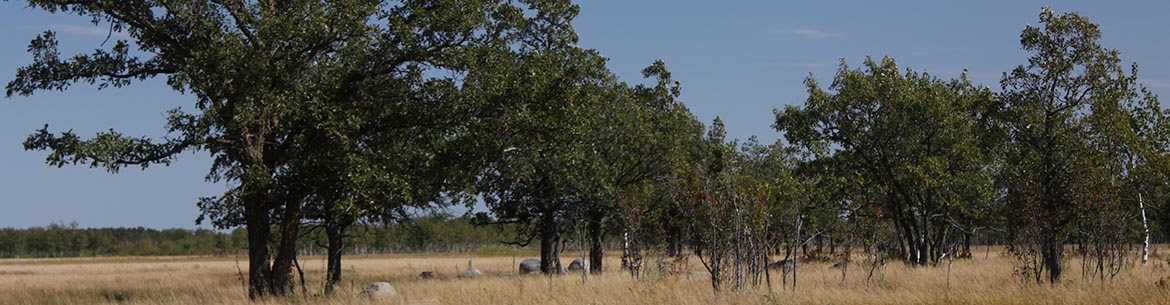 Manitoba's Tall Grass Prairie (Photo by NCC)  