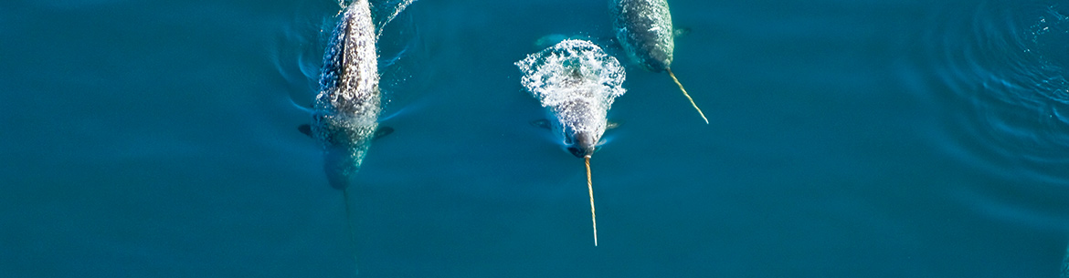 Narwhals (Photo by Mario Cyr)