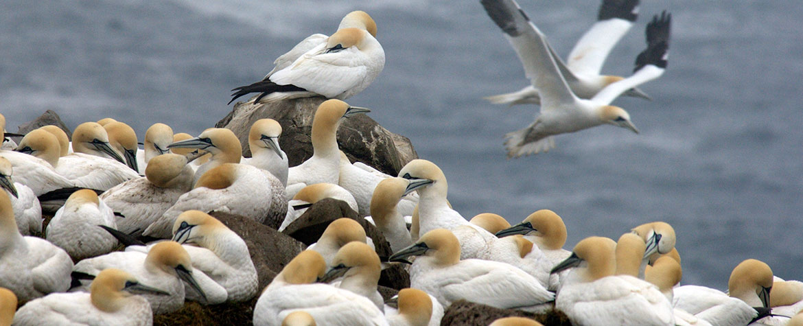 Northern gannet (Photo by Don Dabbs)