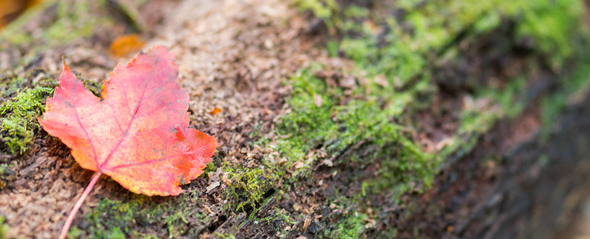 Happy Valley Forest, ON (Photo by Graham Kent)