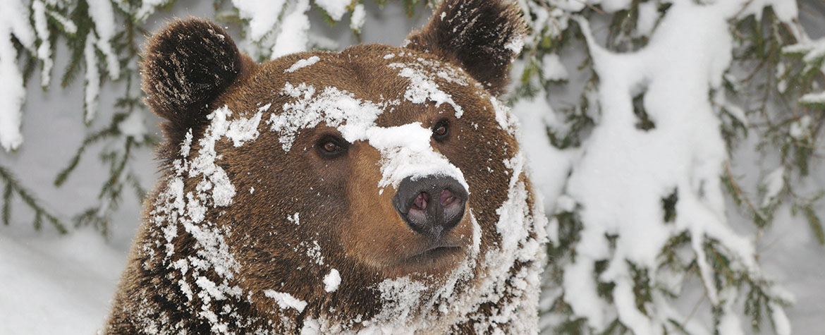 Grizzly (Photo Maurizio Bonora)