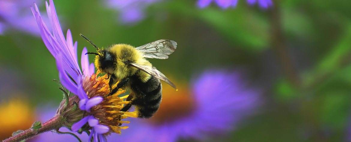 Bourdon fébrile sur aster de Nouvelle-Angleterre (Stock photo)