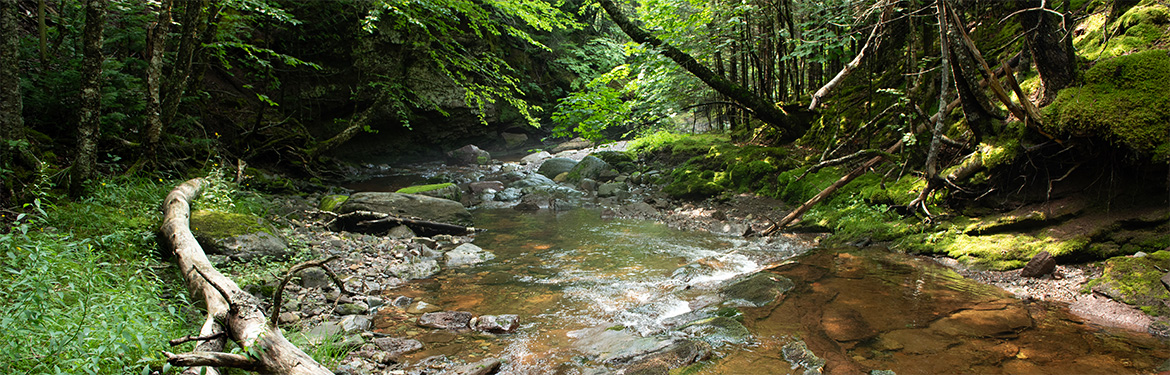 Washburn Brook, Fundy Bay View Nature Reserve, St. Martins, NB (Photo by Andrew Herygers/NCC staff)