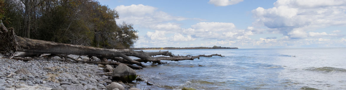 Prince Edward County South Shore Nature Reserve, ON. Photo by Patricia Prelich/NCC staff.