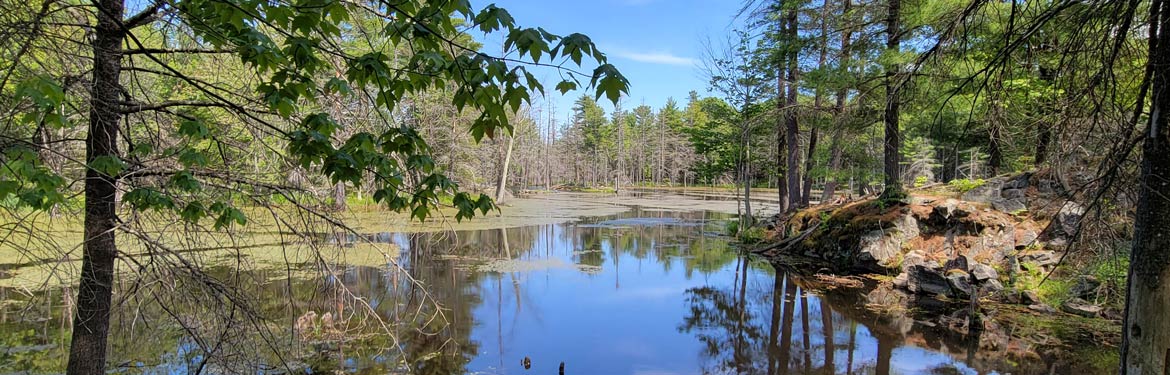 Pond at Hawkridge, ON. Photo by Rob McRae