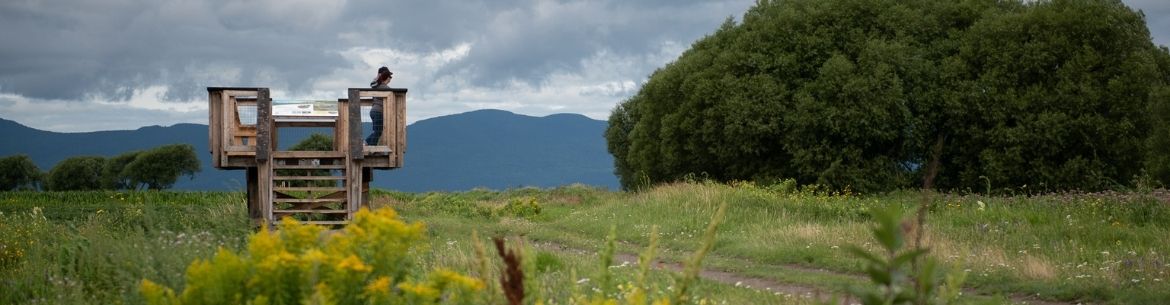 Haut marais de l'île aux Grues (Daniel Thibault)