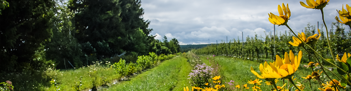 Aménagements sur un verger de Covey Hill, QC (Photo de CNC)