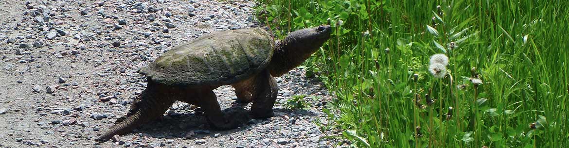 Common Snapping Turtle, QC (Photo by NCC)