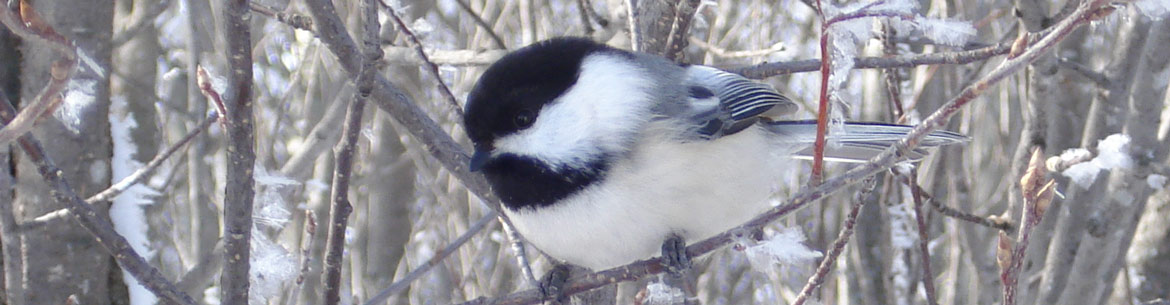 Mésange à tête noire (Photo de Sarah Ludlow)