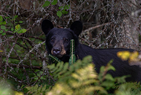 Maman ourse noire (photo Gen Pintel)