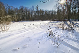 Backus Woods, Ont. (Photo Gregg McLachlan)