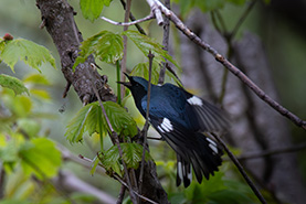 Blackthroated blue warbler bird, ON (Photo by Gen Pintel)