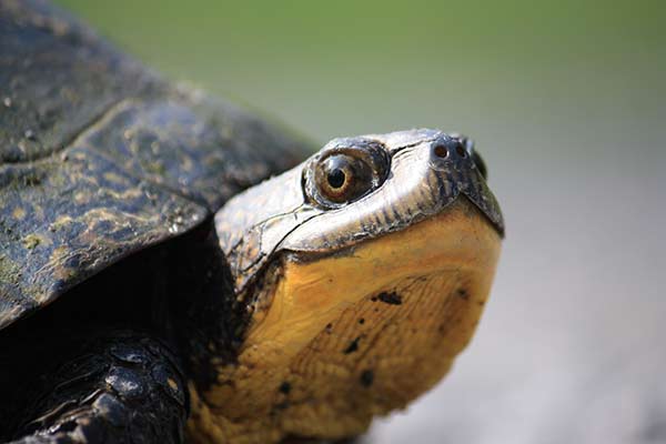 NCC: Land Lines - Turtles: Canada's culture in a shell