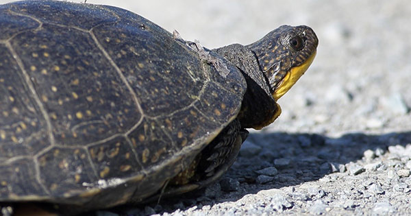 NCC: Land Lines - Blanding’s turtle: A lesson about life in the slow lane