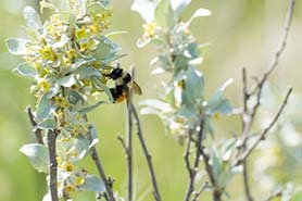 Bumble bee in Prairie grassland, SK - Jason Bantle
