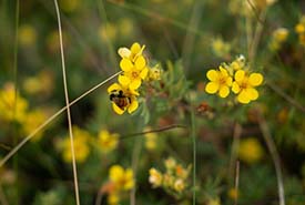 Bumble bee in Prairie grasslands, SK-Jason Bantle 