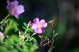 Bumble bee on Wood’s rose, SK- Jason Bantle