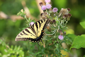 Canadian tiger swallowtail butterfly on non-native creeping thistle, Frontenac Arch, ON (Photo by Rishona Vemulapalli/NCC staff)