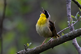 Common Yellowthroat,ON (Photo by Gen Pintel)