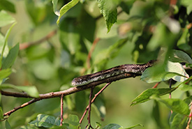 Eastern ratsnake in tree at Frontenac Arch, ON (Photo by Rishona Vemulapalli/NCC staff)