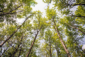 Great Grey Wildland, AB (Sean Feagan/NCC-CNC)