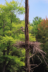 Great blue heron juvenile perched in nest at Frontenac Arch, ON (Photo by Rishona Vemulapalli/NCC staff)