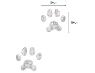 Illustration of Canada lynx tracks