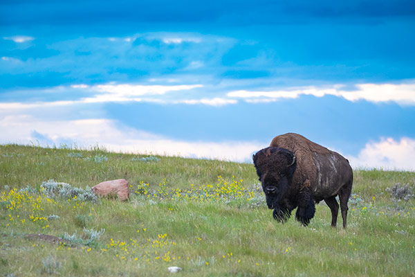 NCC: Land Lines - Bringing bison back to the landscape