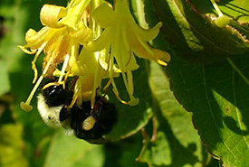 Bumble bee (Photo by Amanda Liczner)