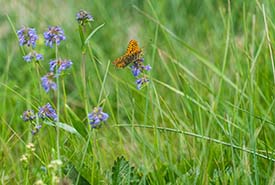 Butterfly, Bunchgrass Hills, BC (Photo by Fernando Lessa)
