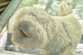 My partner's pup, Fergus, sniffing out a caterpillar through the tent mesh screen (Photo by Jensen Edwards/NCC staff)