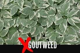 Goutweed (Photo by Leslie J. Mehrhoff/University of Connecticut/Bugwood.org) 