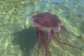 Pacific lion's mane jellyfish, BC-Aerin Jacob/NCC Staff