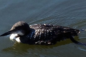 Our erstwhile loon (Photo by Allison Goodings)