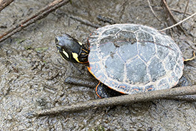 Painted turtle hatchling (Photo by Chloe Robinson/NCC Staff)