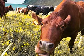 Cattle grazing (Photo by Pexels, Julie Aagaard)