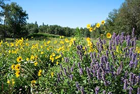 Pollinator garden, Bunchberry Meadows, AB (Photo by Sean Feagan/NCC Staff)