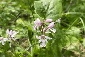 Round-leaved orchid (Amerorchis Rotundifolia), Wagner Natural Area, AB -Mariam Qureshi