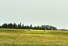 Sandhill cranes at Willson property (Photo by Emily Schulte/NCC Staff)