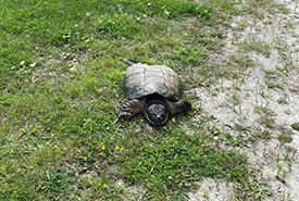 Snapping turtle (Photo by Chloe Robinson/NCC Staff)