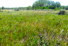 Tall grass prairie in Manitoba (Photo by Jessica Sánchez-Jasso)