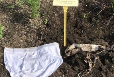 Plant your undies to check how healthy your soil is for National Garden  Week - NZ Herald